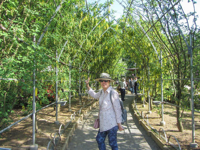 足利花卉公園 黃藤花隧道