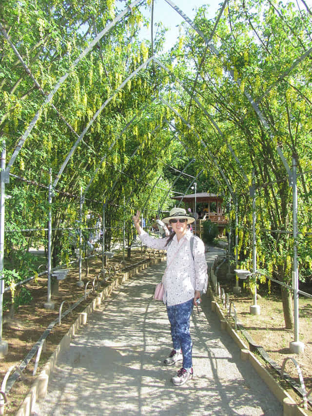 足利花卉公園 黃藤花隧道