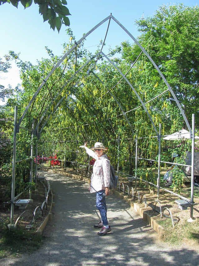 足利花卉公園 黃藤花隧道