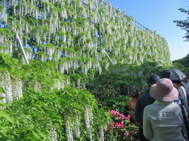 足利花卉公園 白藤瀑布