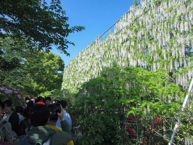 足利花卉公園 白藤瀑布