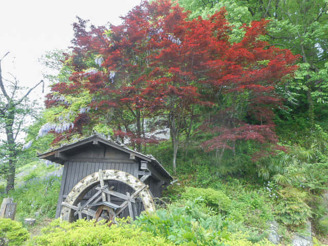 埼玉縣．羊山公園 牧水の滝 水車、紅葉