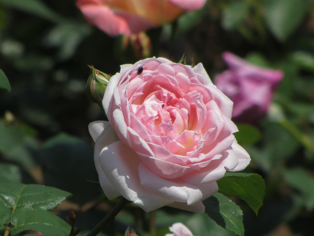 舊古河庭園．玫瑰花園