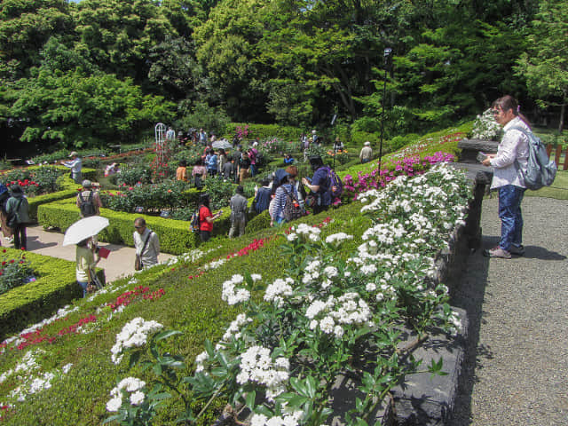 舊古河庭園．西洋庭園(玫瑰園)