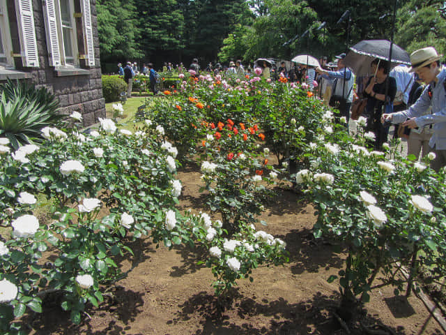 舊古河庭園．玫瑰花園