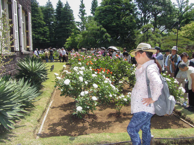 舊古河庭園．玫瑰花園