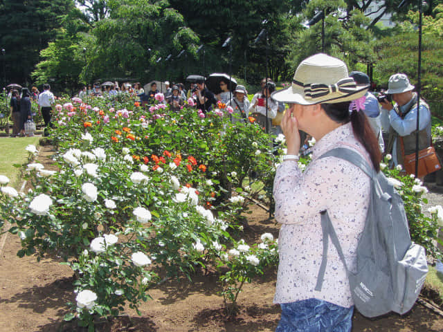 舊古河庭園．玫瑰花園