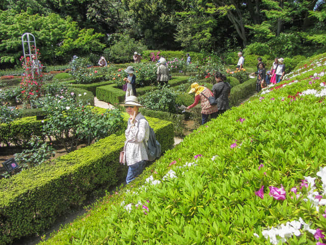 舊古河庭園．西洋庭園(玫瑰園)