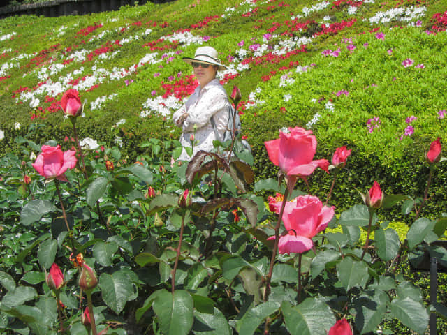 舊古河庭園．西洋庭園 (玫瑰園)