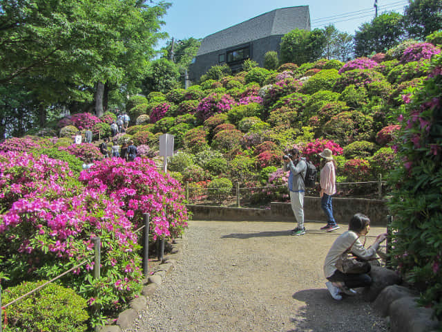 東京．根津神社 杜鵑花園區