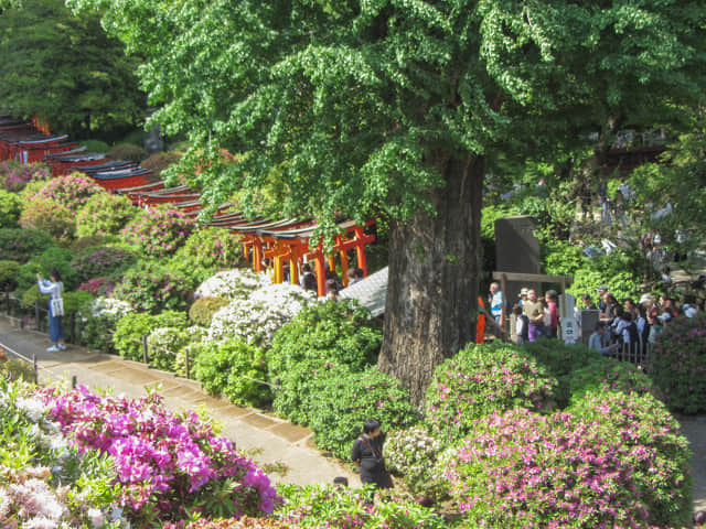 根津神社 紅色鳥居隧道