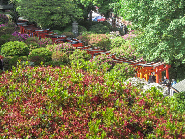 根津神社 紅色鳥居隧道