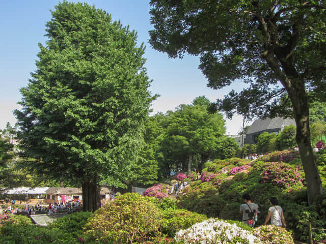 根津神社銀杏樹