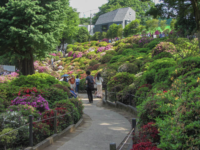 根津神社 杜鵑花園區