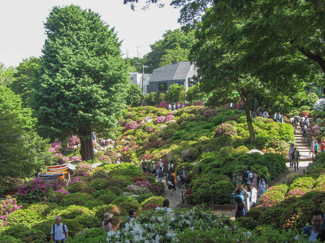 根津神社 杜鵑花園區