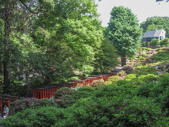 根津神社 紅色鳥居隧道