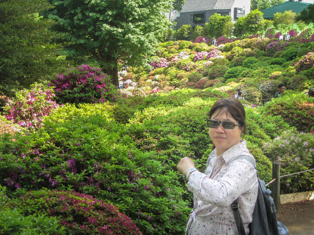 根津神社 杜鵑花園區