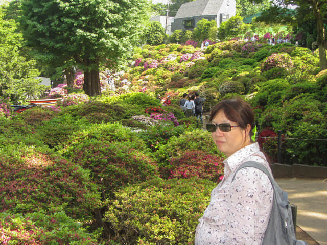 根津神社 杜鵑花園區