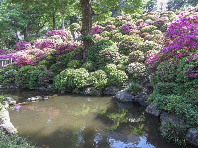 根津神社 杜鵑花園區