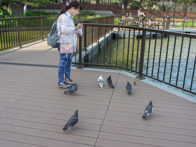 東京 上野公園 不忍池