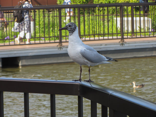 東京 上野公園 不忍池