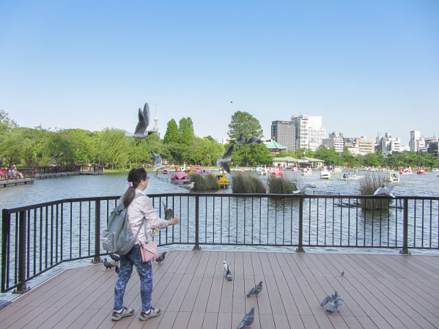 東京 上野公園 不忍池