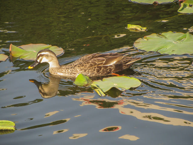 東京 上野公園 不忍池鴨子