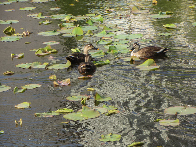 東京 上野公園 不忍池鴨子